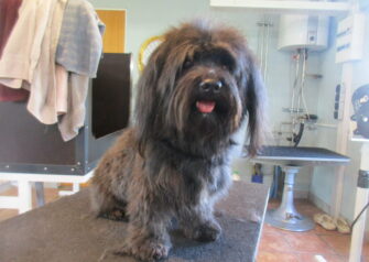 Hundesalon alt for hunden - Din hundesalon i Aalborg