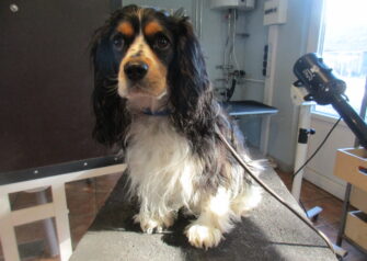Hundesalon alt for hunden - Din hundesalon i Aalborg