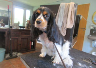 Hundesalon alt for hunden - Din hundesalon i Aalborg