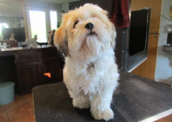 Hundesalon alt for hunden - Din hundesalon i Aalborg