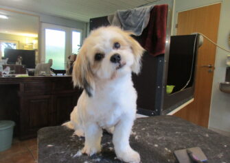 Hundesalon alt for hunden - Din hundesalon i Aalborg