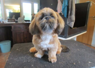 Hundesalon alt for hunden - Din hundesalon i Aalborg