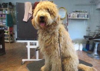 Hundesalon alt for hunden - Din hundesalon i Aalborg