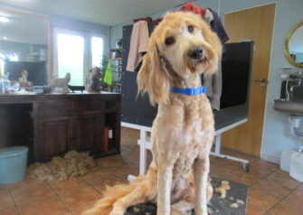 Hundesalon alt for hunden - Din hundesalon i Aalborg