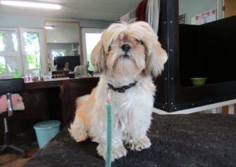 Hundesalon alt for hunden - Din hundesalon i Aalborg