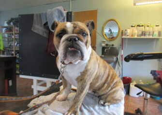 Hundesalon alt for hunden - Din hundesalon i Aalborg