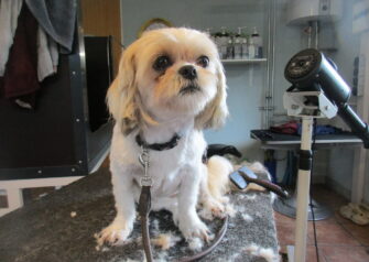 Hundesalon alt for hunden - Din hundesalon i Aalborg