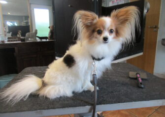 Hundesalon alt for hunden - Din hundesalon i Aalborg
