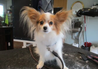 Hundesalon alt for hunden - Din hundesalon i Aalborg
