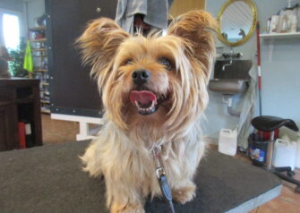 Hundesalon alt for hunden - Din hundesalon i Aalborg