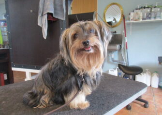 Hundesalon alt for hunden - Din hundesalon i Aalborg