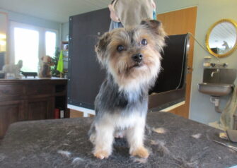 Hundesalon alt for hunden - Din hundesalon i Aalborg