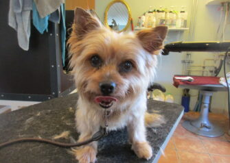 Hundesalon alt for hunden - Din hundesalon i Aalborg