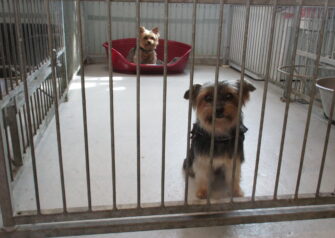 Hundesalon alt for hunden - Din hundesalon i Aalborg