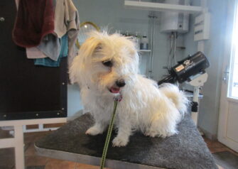 Hundesalon alt for hunden - Din hundesalon i Aalborg