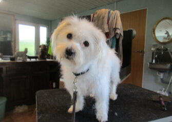 Hundesalon alt for hunden - Din hundesalon i Aalborg