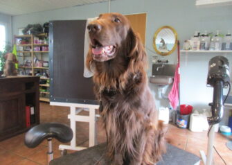 Hundesalon alt for hunden - Din hundesalon i Aalborg