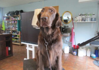 Hundesalon alt for hunden - Din hundesalon i Aalborg