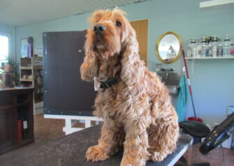 Hundesalon alt for hunden - Din hundesalon i Aalborg