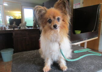 Hundesalon alt for hunden - Din hundesalon i Aalborg