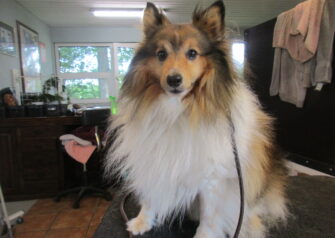 Hundesalon alt for hunden - Din hundesalon i Aalborg