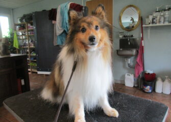 Hundesalon alt for hunden - Din hundesalon i Aalborg