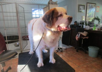 Hundesalon alt for hunden - Din hundesalon i Aalborg