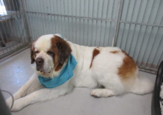 Hundesalon alt for hunden - Din hundesalon i Aalborg