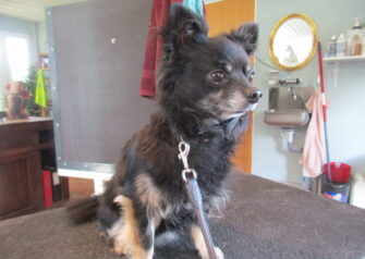 Hundesalon alt for hunden - Din hundesalon i Aalborg
