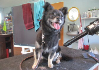 Hundesalon alt for hunden - Din hundesalon i Aalborg