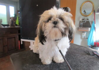 Hundesalon alt for hunden - Din hundesalon i Aalborg