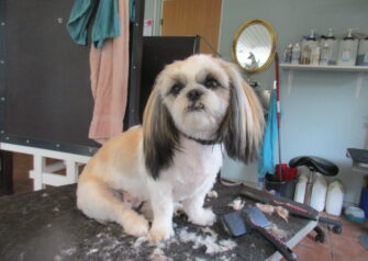 Hundesalon alt for hunden - Din hundesalon i Aalborg