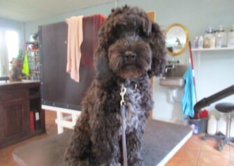 Hundesalon alt for hunden - Din hundesalon i Aalborg