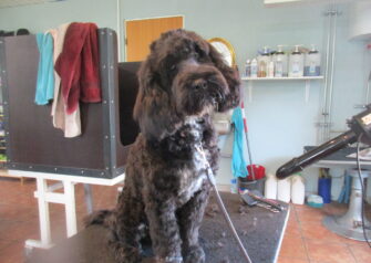 Hundesalon alt for hunden - Din hundesalon i Aalborg