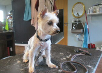 Hundesalon alt for hunden - Din hundesalon i Aalborg