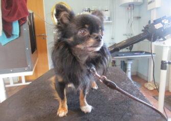 Hundesalon alt for hunden - Din hundesalon i Aalborg