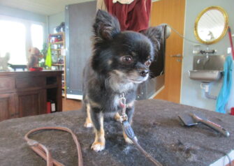 Hundesalon alt for hunden - Din hundesalon i Aalborg