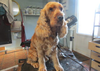 Hundesalon alt for hunden - Din hundesalon i Aalborg