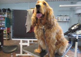 Hundesalon alt for hunden - Din hundesalon i Aalborg
