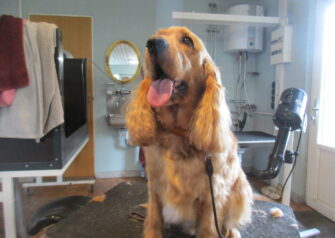 Hundesalon alt for hunden - Din hundesalon i Aalborg
