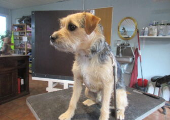 Hundesalon alt for hunden - Din hundesalon i Aalborg