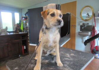 Hundesalon alt for hunden - Din hundesalon i Aalborg
