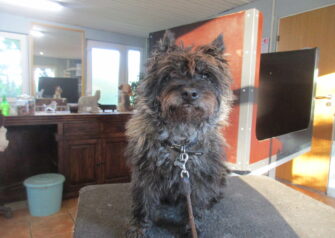 Hundesalon alt for hunden - Din hundesalon i Aalborg