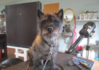 Hundesalon alt for hunden - Din hundesalon i Aalborg