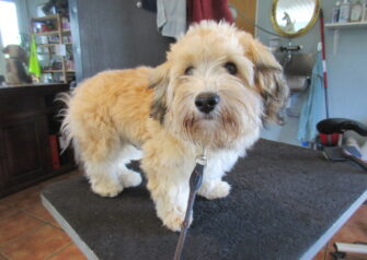 Hundesalon alt for hunden - Din hundesalon i Aalborg