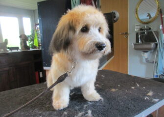 Hundesalon alt for hunden - Din hundesalon i Aalborg