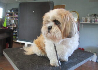 Hundesalon alt for hunden - Din hundesalon i Aalborg