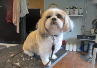 Hundesalon alt for hunden - Din hundesalon i Aalborg