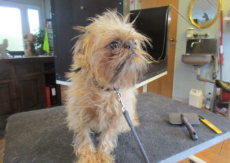 Hundesalon alt for hunden - Din hundesalon i Aalborg