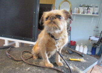 Hundesalon alt for hunden - Din hundesalon i Aalborg